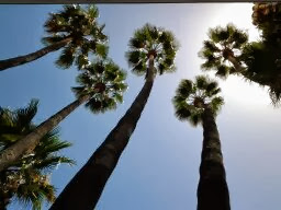 빨메라 오륜기.JPG