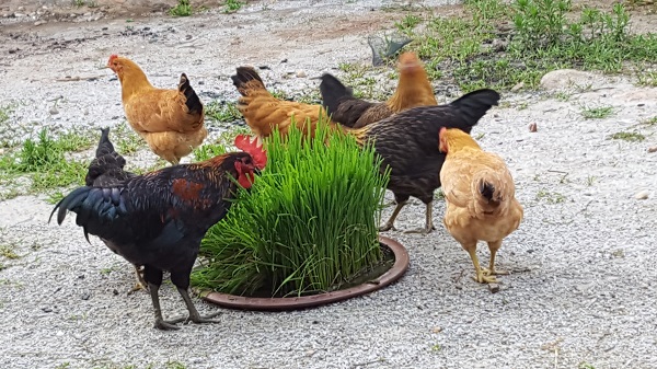 byun hen .. 600..jpg