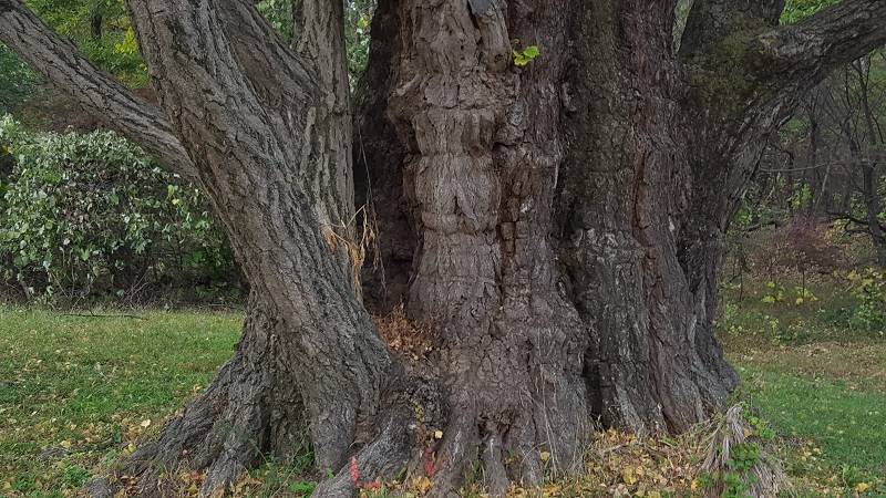 tree  1000 years old.jpg