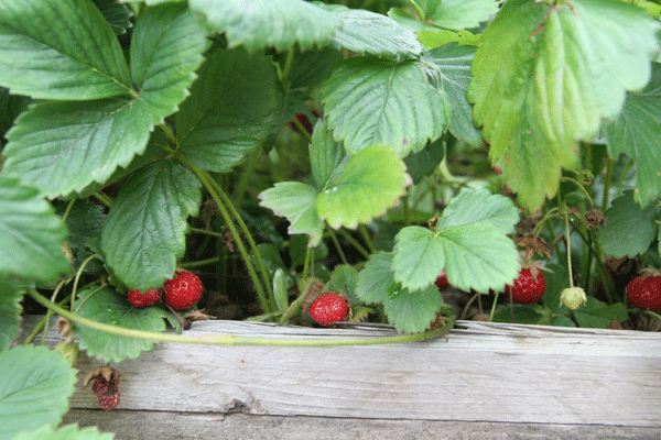 strawberry..7545.gif