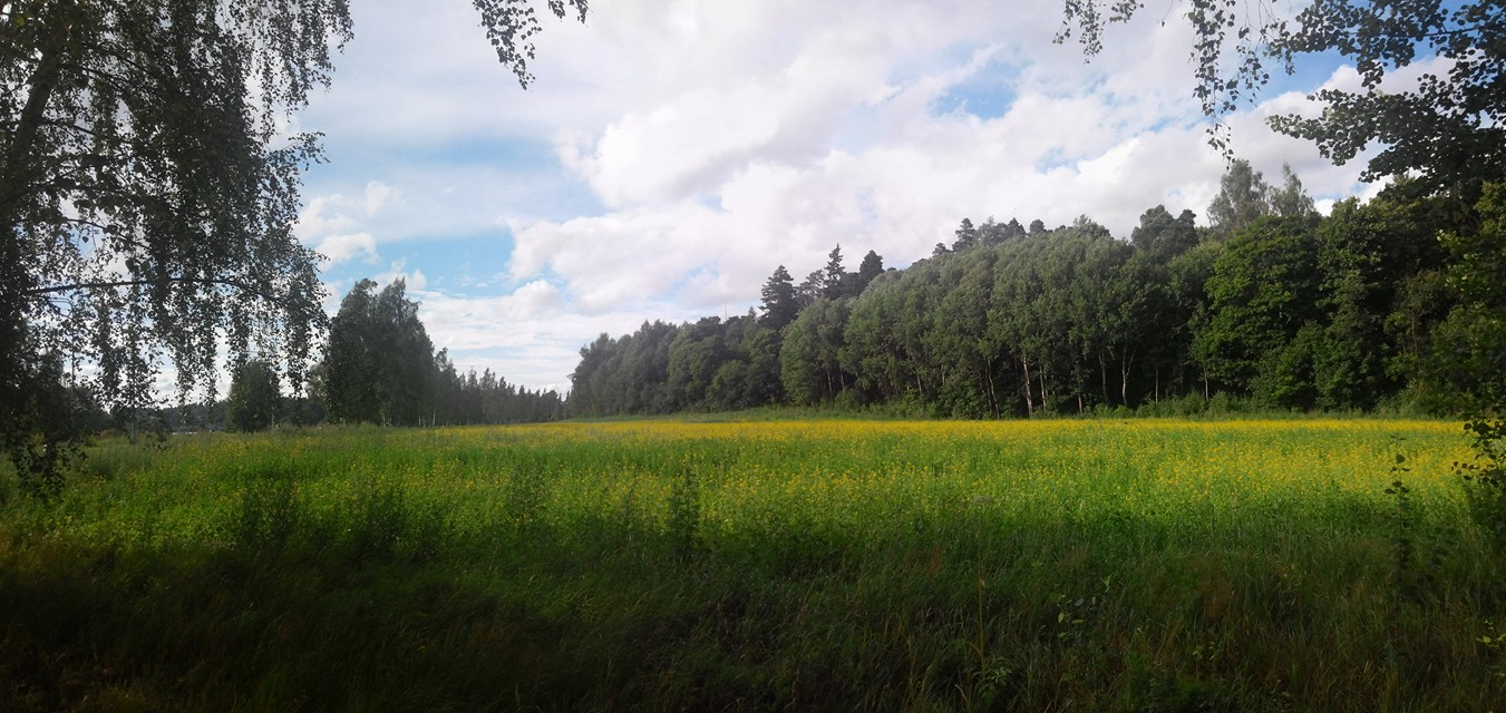 핀랜드 들판의 꽃2.jpg