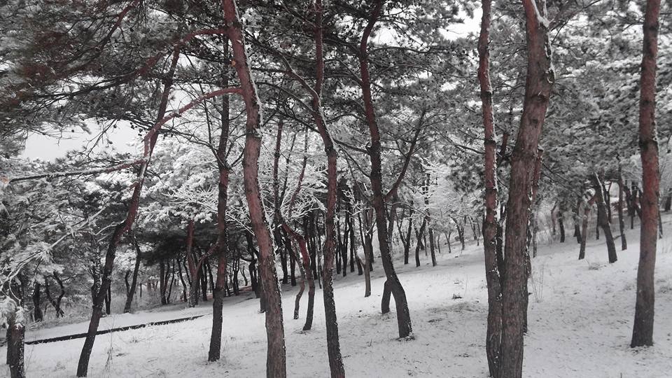 낙산공원서울성곽설경숲속눈밭솔나무.jpg