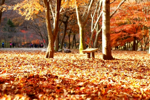 fALLEN lEAVES 한국.jpg