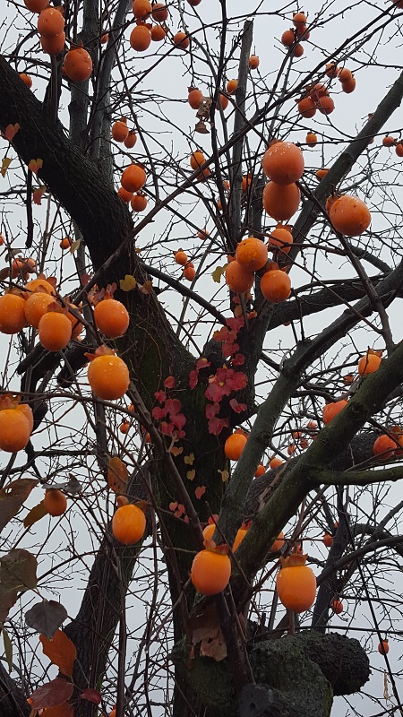 persimon..800.jpg