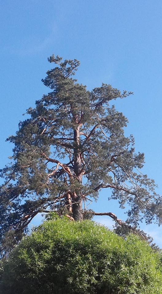 핀랜드4Soukka, Etelä-Suomen Lääni,.jpg