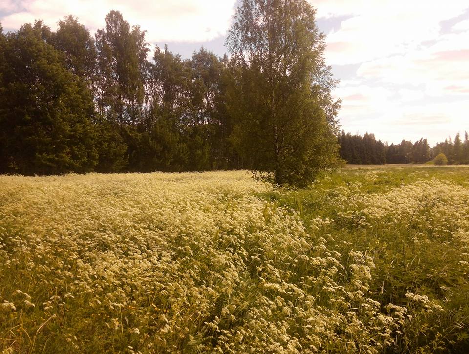 핀랜드 밀밭과 이름모를 들꽃.jpg