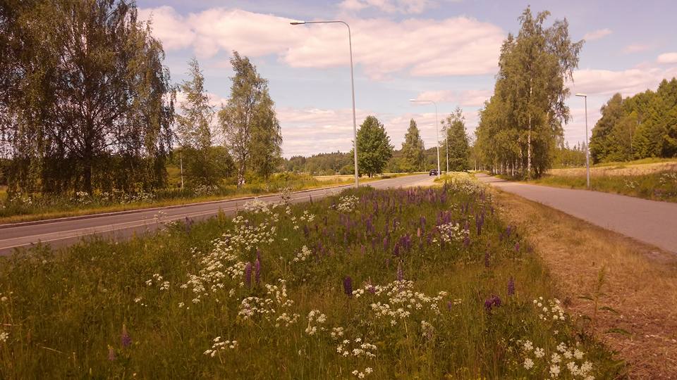 핀랜드 밀밭을 가로 지르는 한적한 시골길.jpg