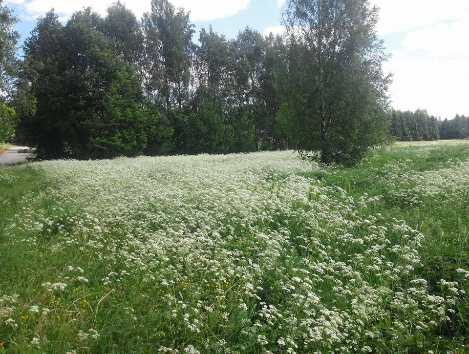 핀랜드 밀밭과 이름모를 들꽃1.jpg