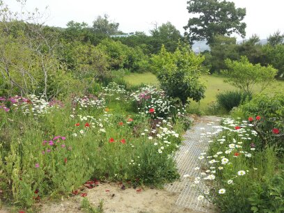 kangwha garden flower.jpg
