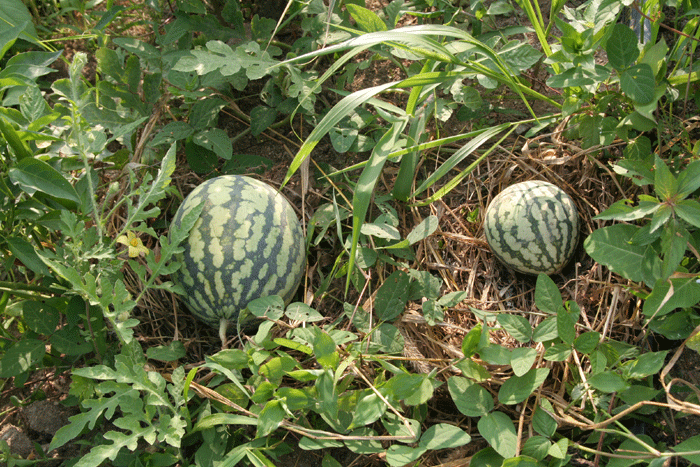 water-melon-700.gif