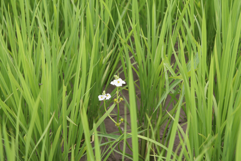 flower-rice-field-700.gif